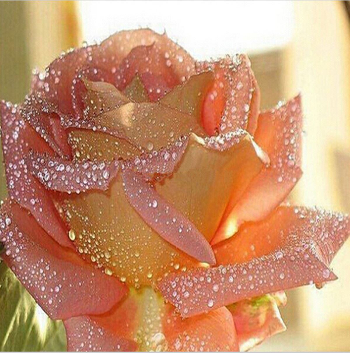 modern sesign needlework diy diamond painting cross stitch sewing knitting needles diamond embroidery romantic water rose flower modern sesign needlework diy diamond painting cross stitch sewing knitting needles diamond embroidery romantic water rose flower