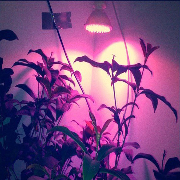 e27 80lm 38 led red and blue grow light plant flower hydroponics lamp bulb ac 180-240v