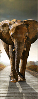 elephant morden abstract oil painting printed painting oil painting on canvas home decoration living room