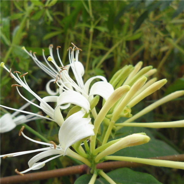 50pcs fast fragrant diy home garden plant grain products japanese honeysuckle vine lonicera japonica seeds 50pcs fast fragrant diy home garden plant grain products japanese honeysuckle vine lonicera japonica seeds