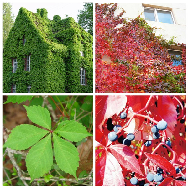 home garden parthenocissus quinquefolia virginia creeper vine wall rockclimbing lvy supplies plant seeds home garden parthenocissus quinquefolia virginia creeper vine wall rockclimbing lvy supplies plant seeds