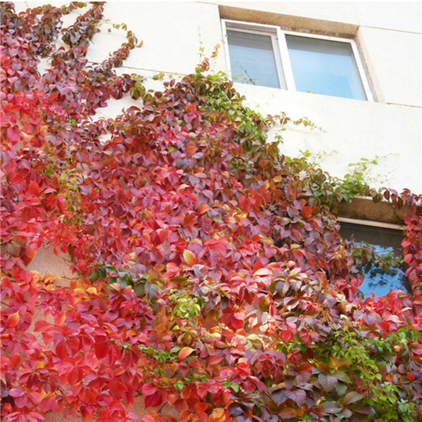 home garden parthenocissus quinquefolia virginia creeper vine wall rockclimbing lvy supplies plant seeds